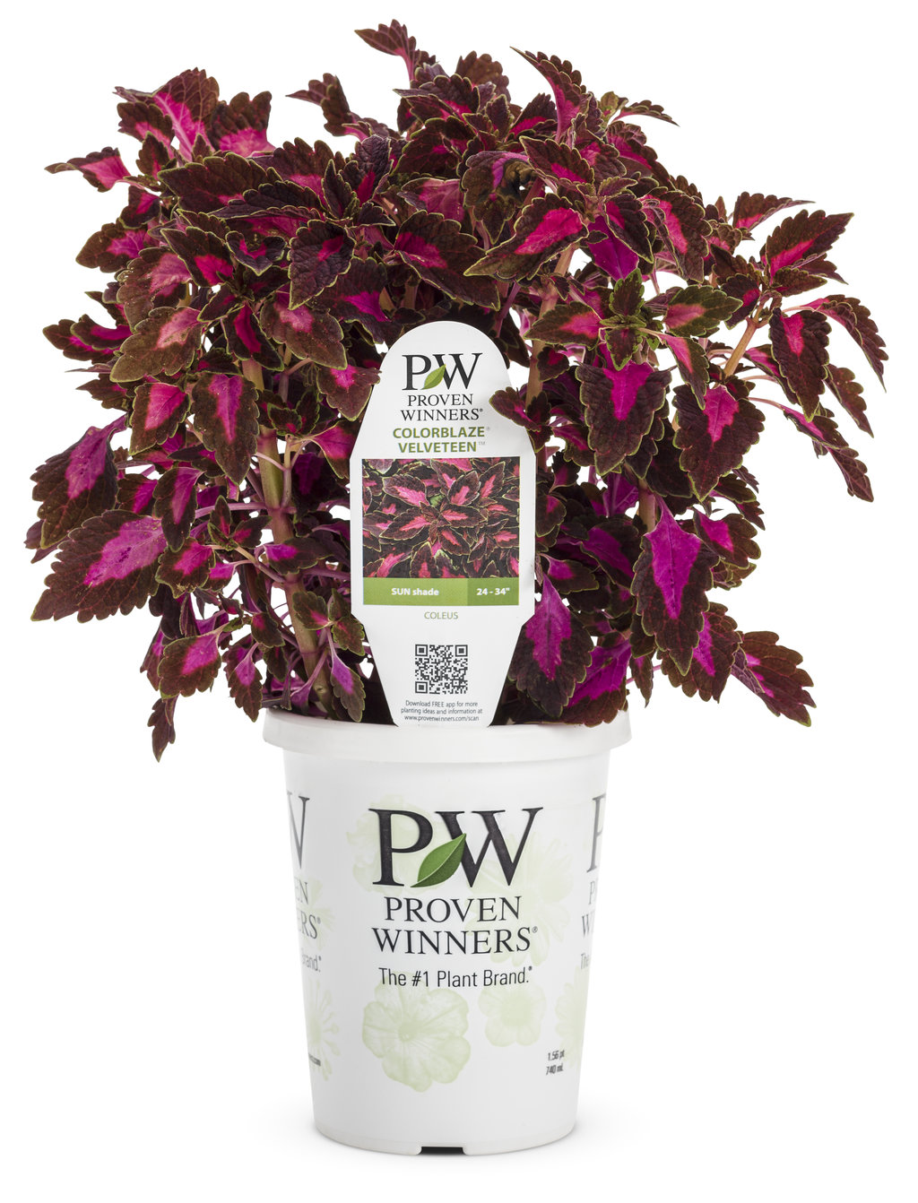 Colorblaze Velveteen